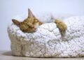Unlock Restful Nights: The Power of Guided Sleep Meditation