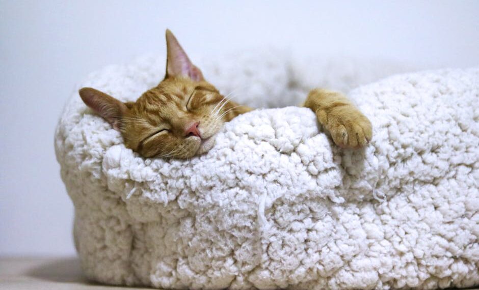 Unlock Restful Nights: The Power of Guided Sleep Meditation