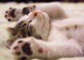 Unveiling the Magic of Bedtime Routine Ideas for a Peaceful Night