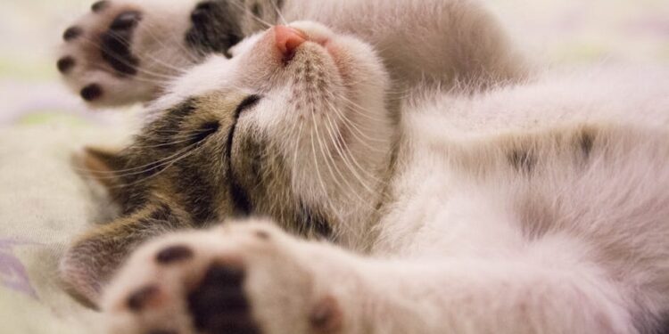 Unveiling the Magic of Bedtime Routine Ideas for a Peaceful Night